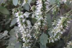 Pogostemon purpurascens